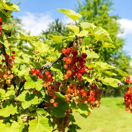 Obstwiese Hergensweiler