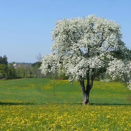 Obstwiese Hergensweiler